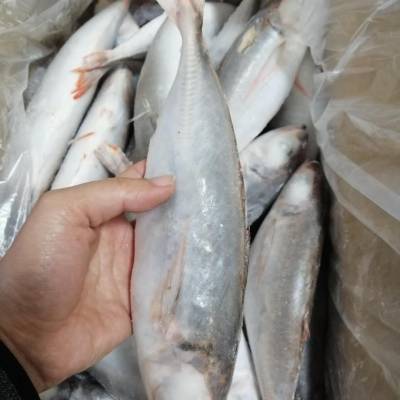 东山渔家船食品有限公司